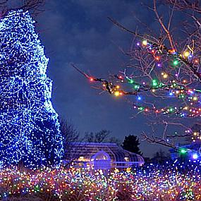 the-christmas-tree-at-the-toledo-zoo-in-ohio