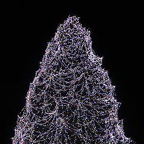 the-christmas-tree-at-the-toledo-zoo