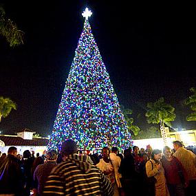 the-delray-beach-christmas-tree