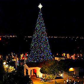 the-delray-beach-florida-christmas-tree