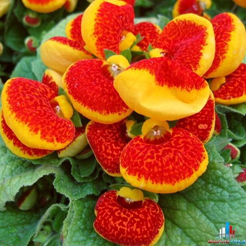 Масло усьма для ресниц отзывы фото до и после Масло усьма для ресниц отзывы фото до и после