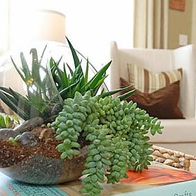 decorating-interior-with-houseplants-20