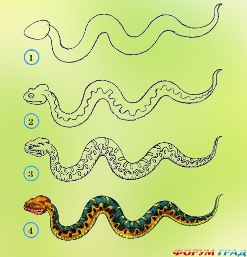 Ящерица похожа на змею с ножками. У не вытянутая голова, вытянутое