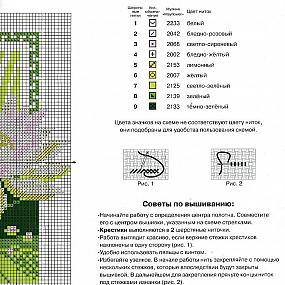 Лотос цвета и советы