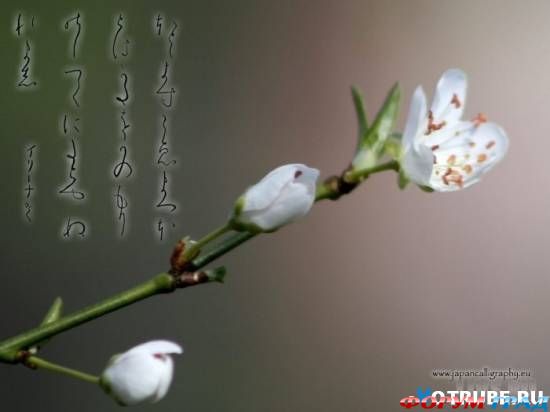 японская каллиграфия