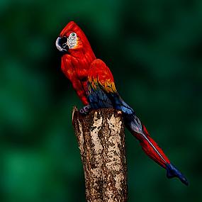 amazing-animal-bodys-art-18