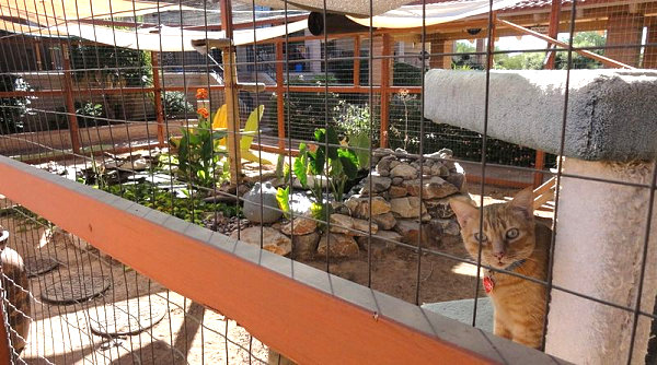 catio-outdoor-cat-enclosures-10