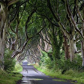 dark-hedges-northern-ireland-8