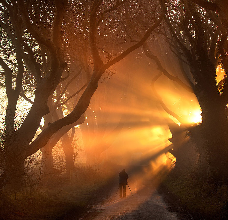 dark-hedges-northern-ireland-9