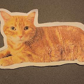 diy-custom-cat-pillow-6