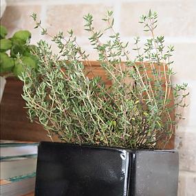 diy-herb-planters-metallic-13