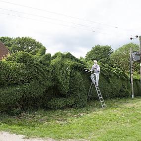 dragon-topiary-by-john-brooker-1