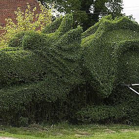 dragon-topiary-by-john-brooker-2