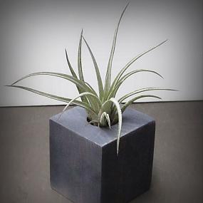 enhance-tillandsia-air-plant-10