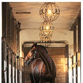 esteem-elegant-horse-equestrian-1