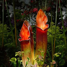 giant-glass-flowers-jason-gamrath-16