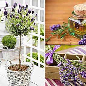 lavanda-suggest-blogpost-10