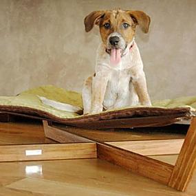 modern-pet-dog-cat-decor-9