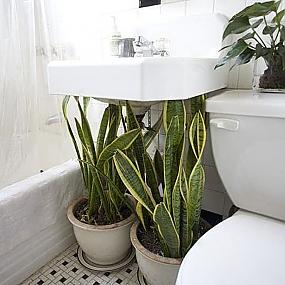 plants-suit-best-bathroom-18
