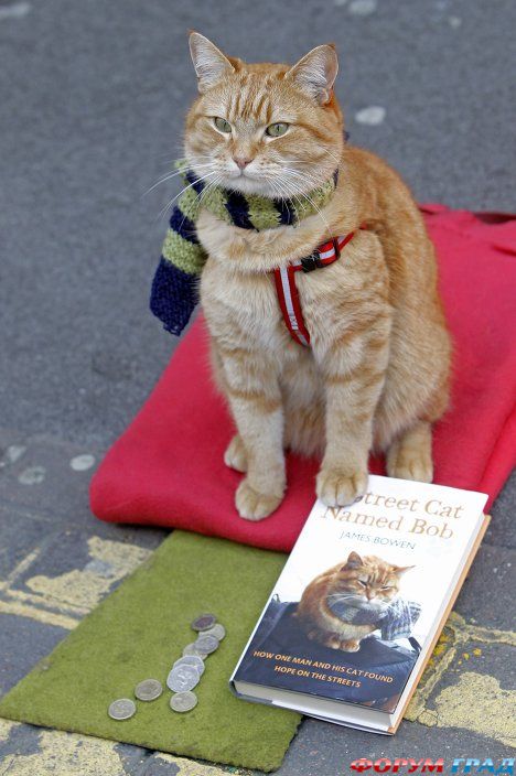 Кот с книгой о себе