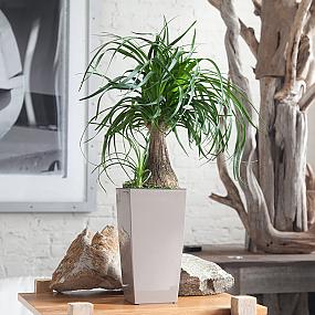 stylish-houseplants-12