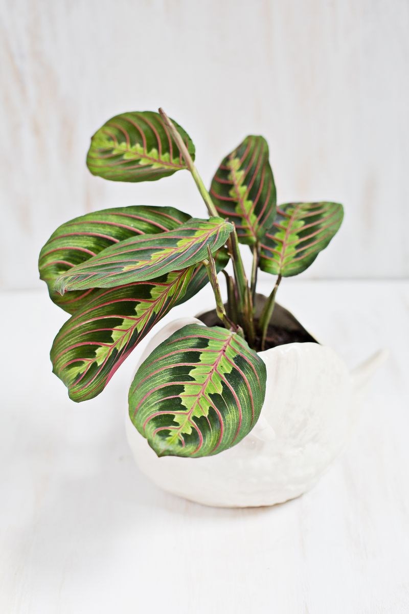 stylish-houseplants-14