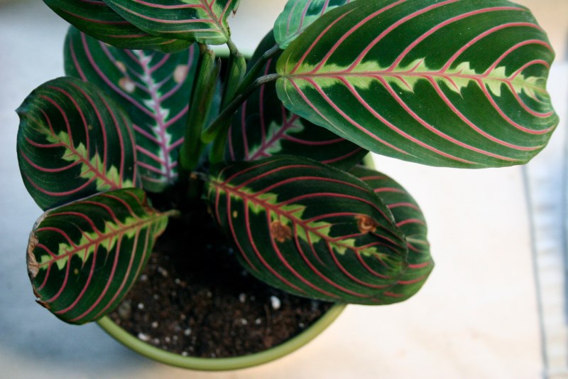 stylish-houseplants-15