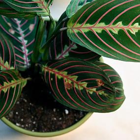 stylish-houseplants-15