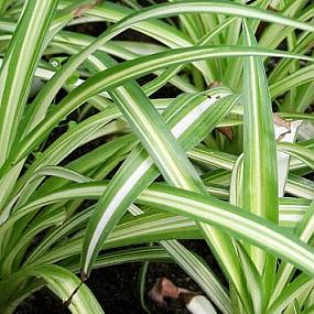 stylish-houseplants-1