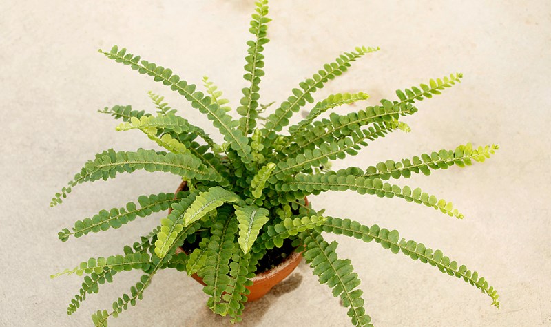 stylish-houseplants-6