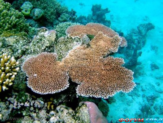 barrier-reef-coral-australia-01