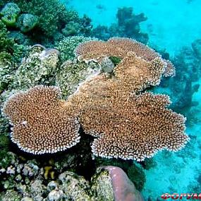 barrier-reef-coral-australia-01