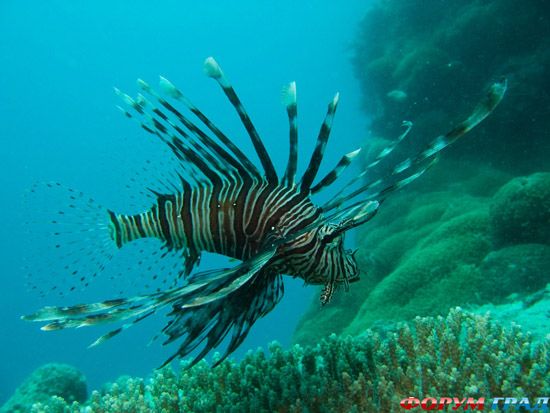 barrier-reef-coral-australia-02