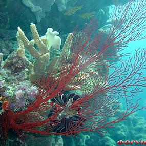 barrier-reef-coral-australia-03