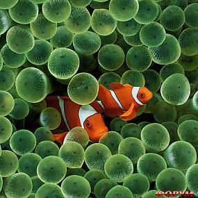 barrier-reef-coral-australia-04