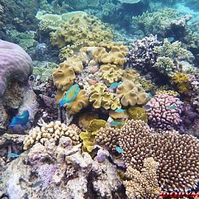 barrier-reef-coral-australia-07