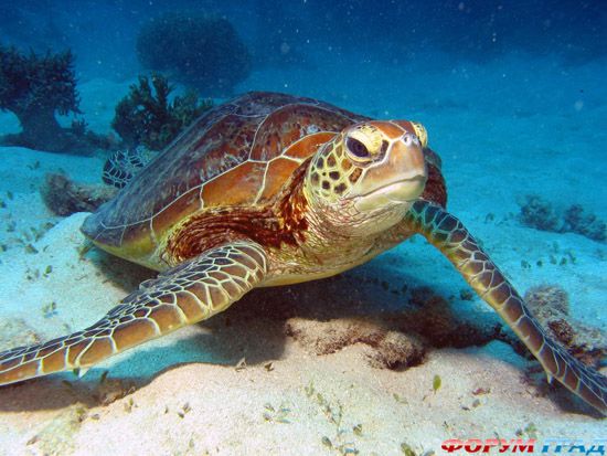 barrier-reef-coral-australia-13