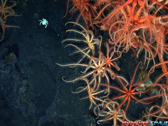 deep-sea-hydrothermal-vent-16