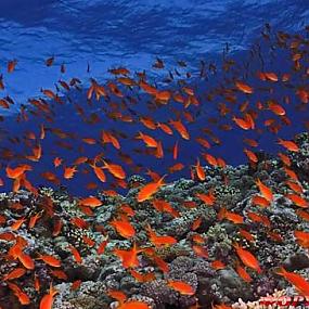 red-sea-14