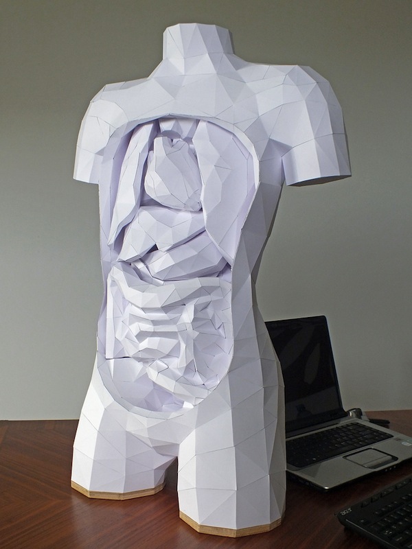 paper-torso-with-removable-organs
