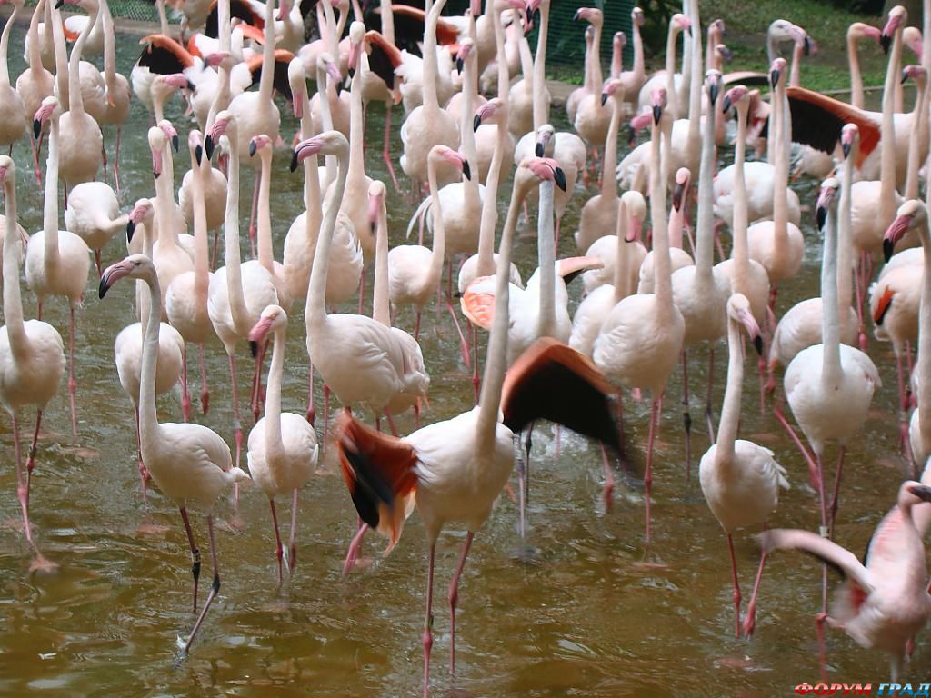 фламинго в парке ГК 2