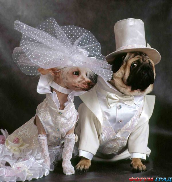 Свадебная одежда для собак