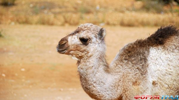 camel-park