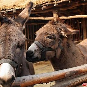 donkey-farm