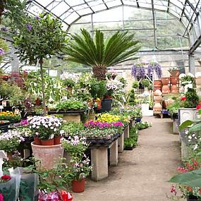 beautiful-indoor-plants-03