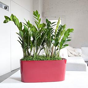 beautiful-indoor-plants-16