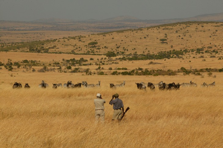 Зебры и буйволы в степях Кении