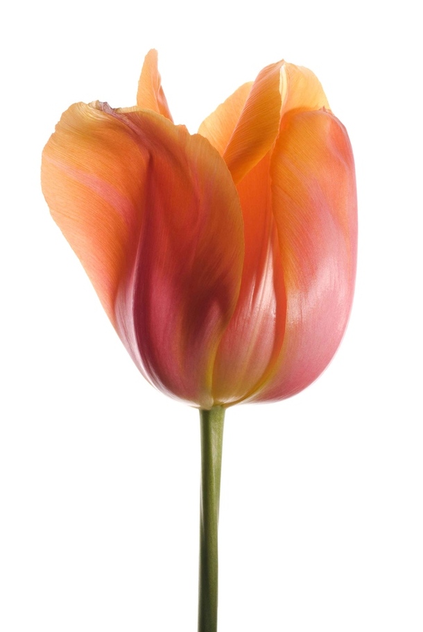 cult-objects-tulip-08