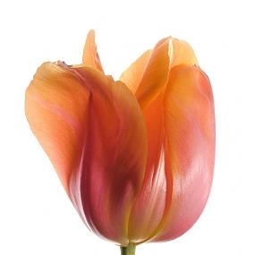 cult-objects-tulip-08