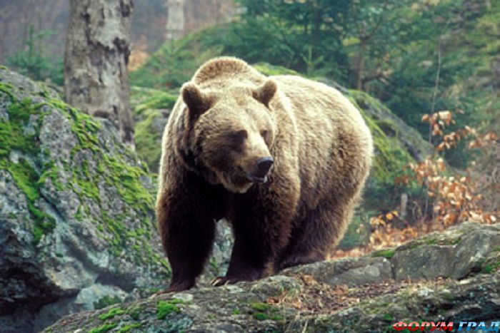 Медведь в Казанском зоопарке